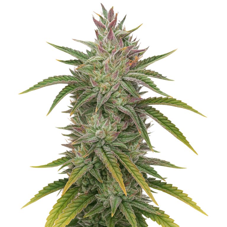 Rockbud Cannabissamen-Verpackung — Royal King Seeds Deutschland