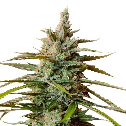 Rockstar Cannabissamen-Verpackung — Royal King Seeds Deutschland