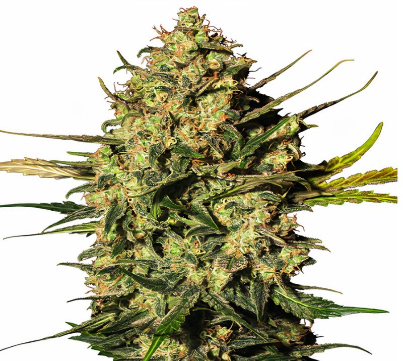 Rockstar Kush Cannabissamen-Verpackung — Royal King Seeds Deutschland
