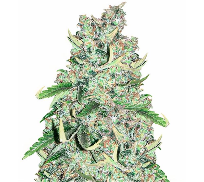 Royal Medic Cannabissamen-Verpackung — Royal King Seeds Deutschland