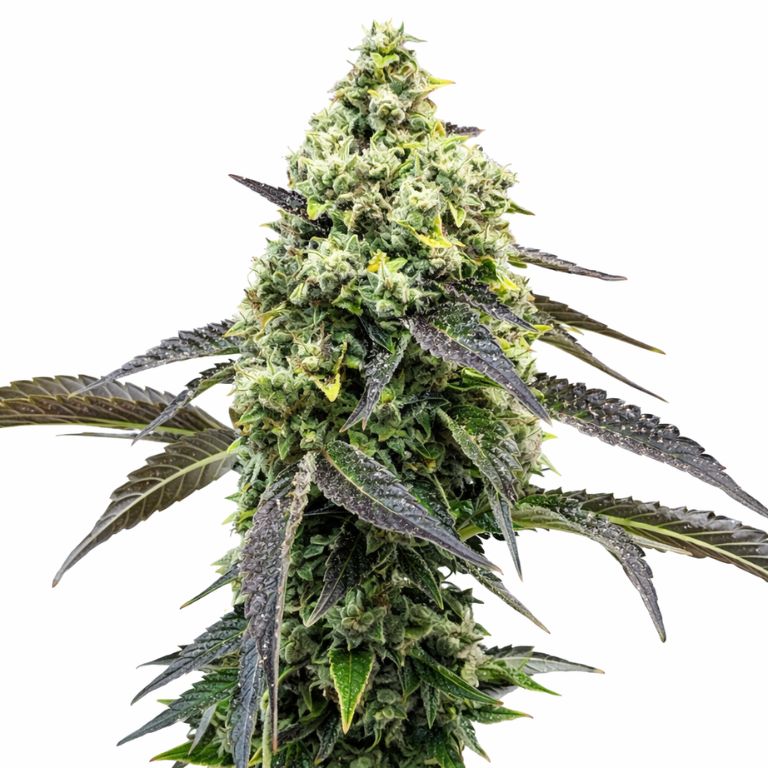 RS11 Cannabissamen-Verpackung — Royal King Seeds Deutschland