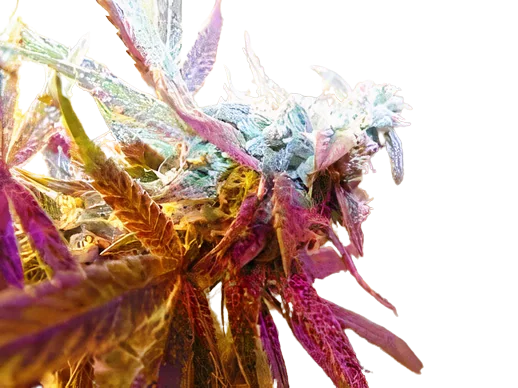 Rug Burn OG Cannabissamen-Verpackung — Royal King Seeds Deutschland