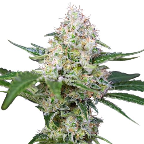 Runtz Cannabissamen-Verpackung — Royal King Seeds Deutschland
