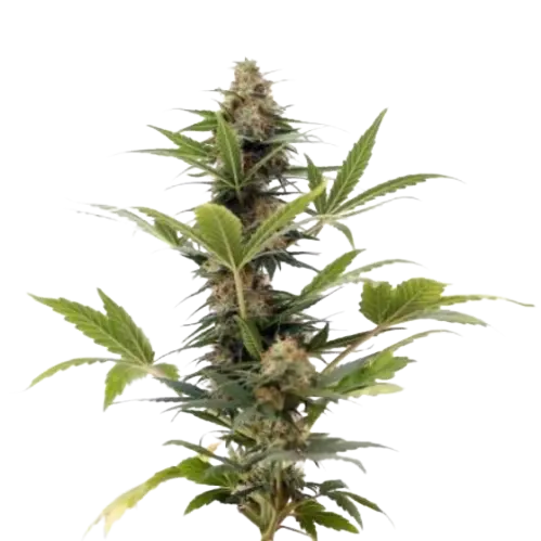 Russian Assassin Cannabissamen-Verpackung — Royal King Seeds Deutschland