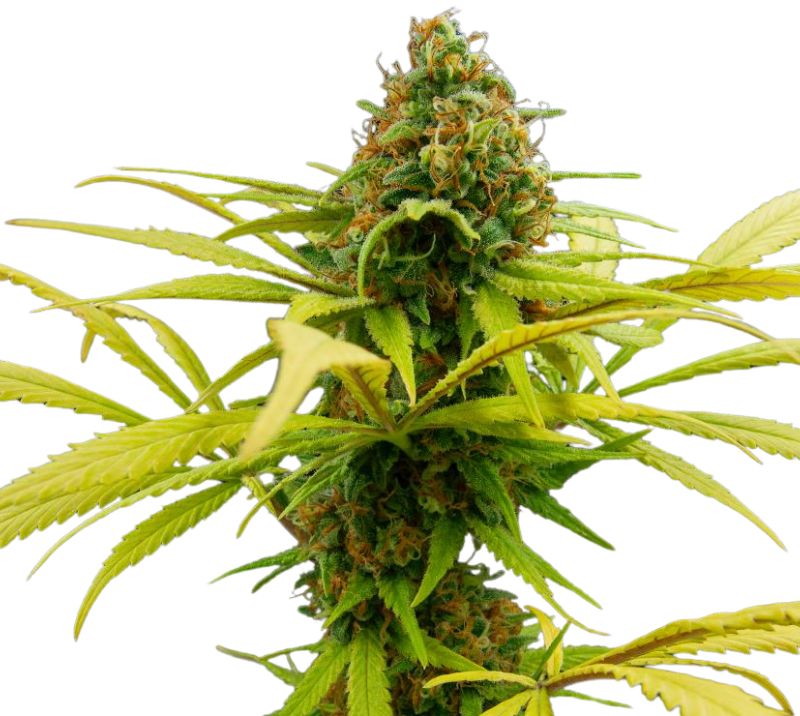 Sage N Sour Cannabissamen-Verpackung — Royal King Seeds Deutschland
