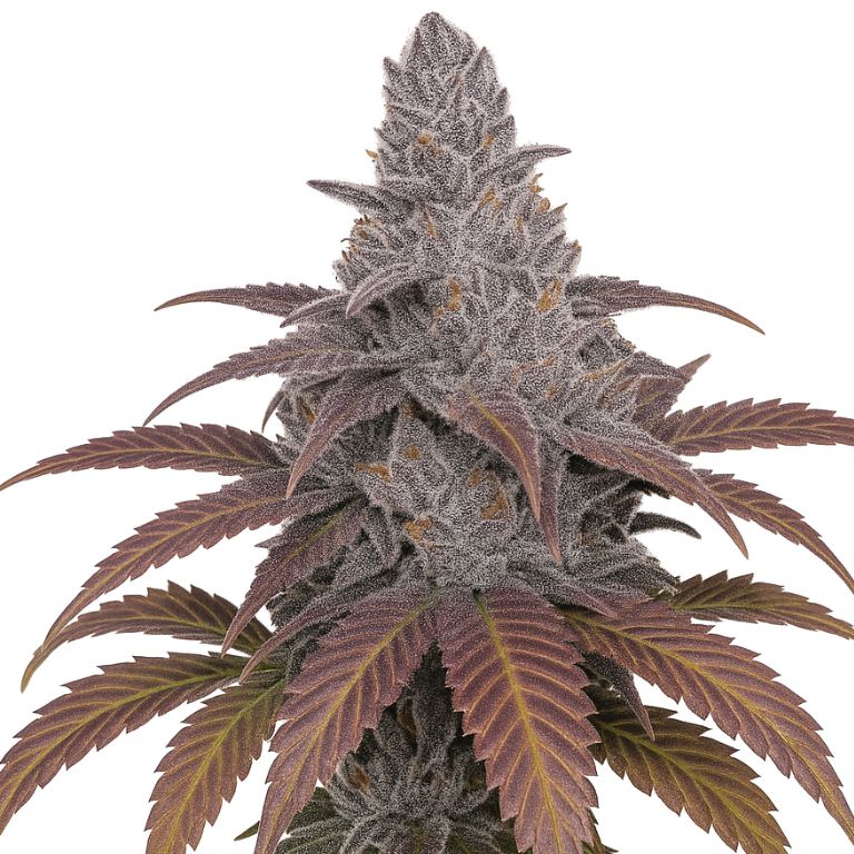 Sangria Cannabissamen-Verpackung — Royal King Seeds Deutschland