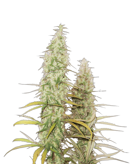 Santa Maria Cannabissamen-Verpackung — Royal King Seeds Deutschland