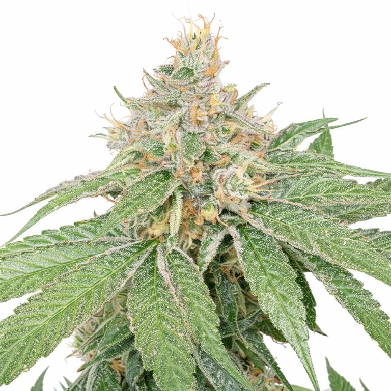 Schrom Cannabissamen-Verpackung — Royal King Seeds Deutschland