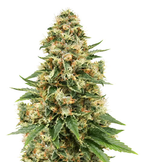 Sensi Skunk Cannabissamen-Verpackung — Royal King Seeds Deutschland