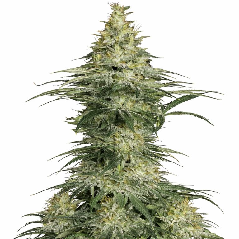 Sensi Star Cannabissamen-Verpackung — Royal King Seeds Deutschland