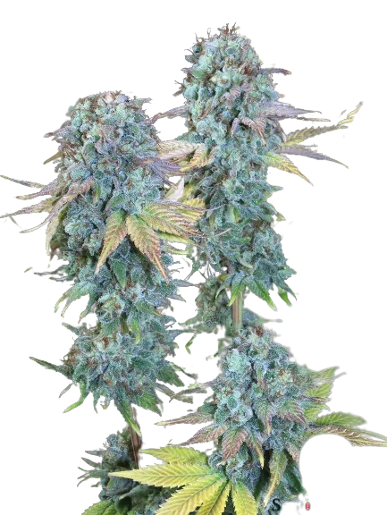 Serious Happiness Cannabissamen-Verpackung — Royal King Seeds Deutschland