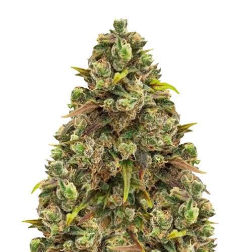 Sexxpot Cannabissamen-Verpackung — Royal King Seeds Deutschland