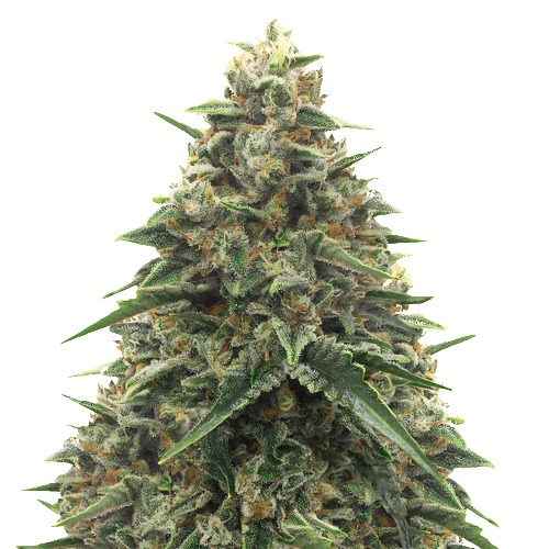 Shiatsu Kush Cannabissamen-Verpackung — Royal King Seeds Deutschland