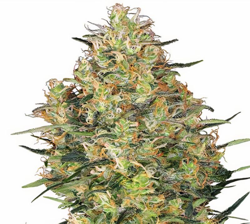 Shiva Skunk Cannabissamen-Verpackung — Royal King Seeds Deutschland