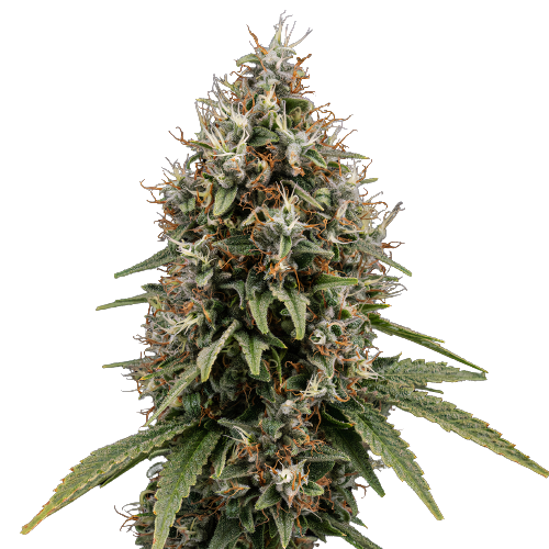 Shoreline Cannabissamen-Verpackung — Royal King Seeds Deutschland