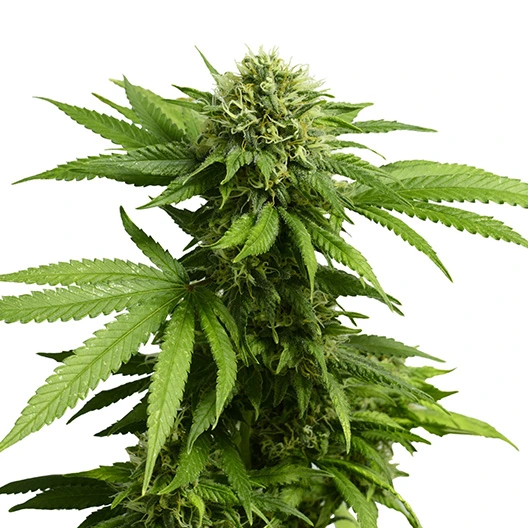 Silverfalls Kush Cannabissamen-Verpackung — Royal King Seeds Deutschland