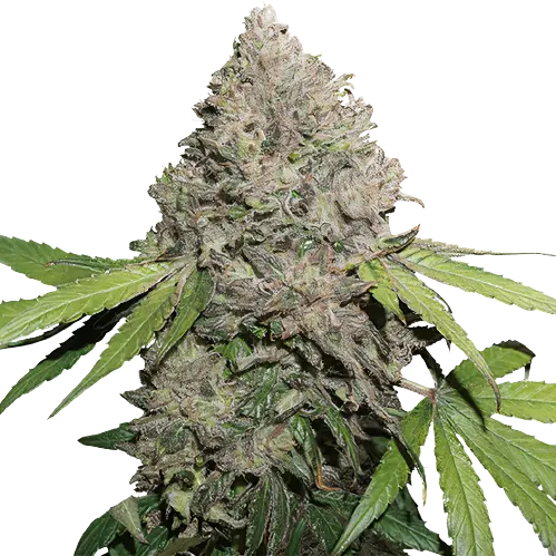Sin City Kush Cannabissamen-Verpackung — Royal King Seeds Deutschland