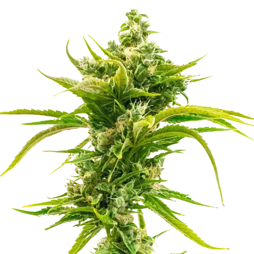 Skunk Diesel Cannabissamen-Verpackung — Royal King Seeds Deutschland