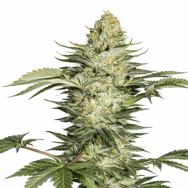 Skunk No. 1 Cannabissamen-Verpackung — Royal King Seeds Deutschland
