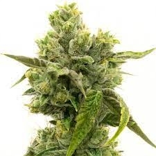 Skunky Jack Cannabissamen-Verpackung — Royal King Seeds Deutschland