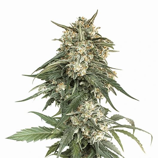 Skywalker Alien Cannabissamen-Verpackung — Royal King Seeds Deutschland