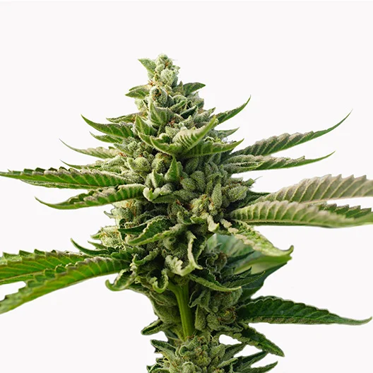 Smelliot Cannabissamen-Verpackung — Royal King Seeds Deutschland