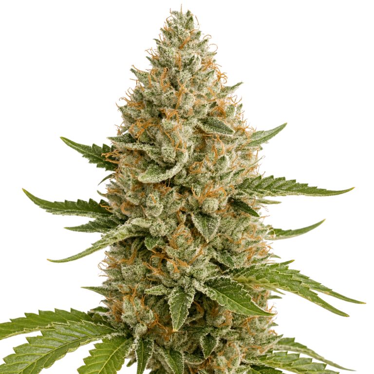 Snoop Dogg OG Cannabissamen-Verpackung — Royal King Seeds Deutschland