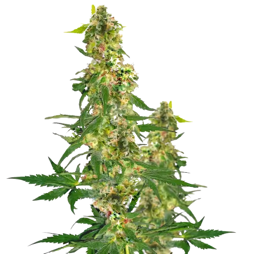 Snow Leopard Cannabissamen-Verpackung — Royal King Seeds Deutschland