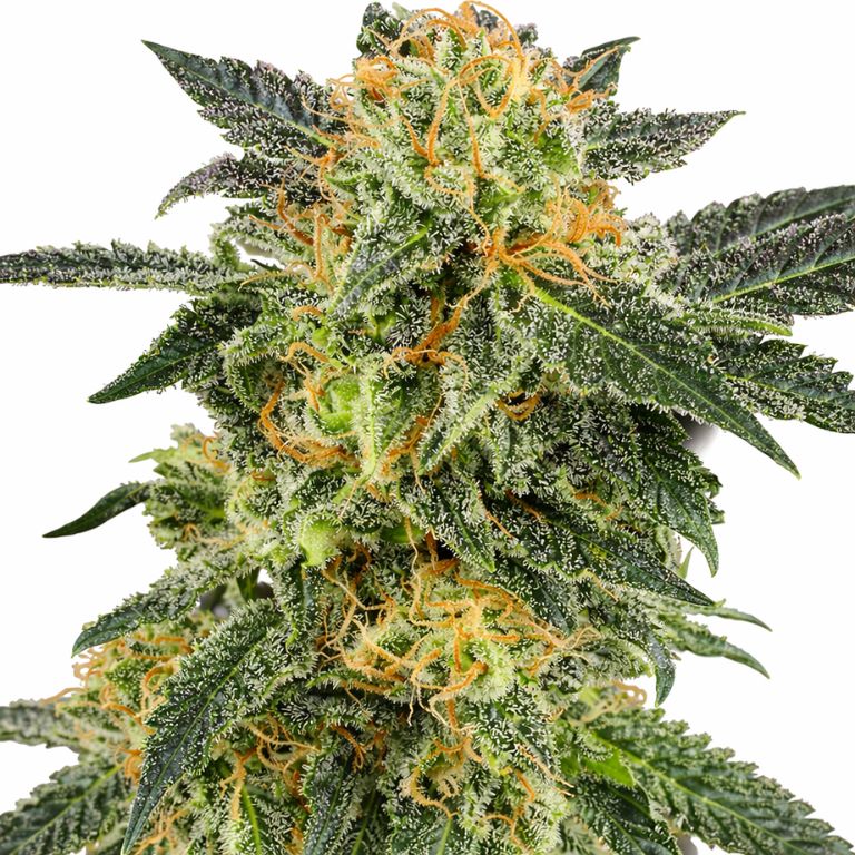 Snow Monster Cannabissamen-Verpackung — Royal King Seeds Deutschland