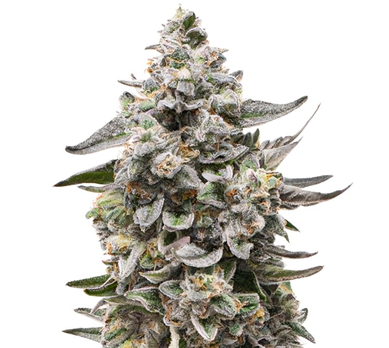 Snow White Cannabissamen-Verpackung — Royal King Seeds Deutschland