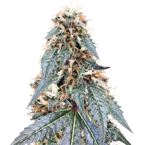 Somango Cannabissamen-Verpackung — Royal King Seeds Deutschland