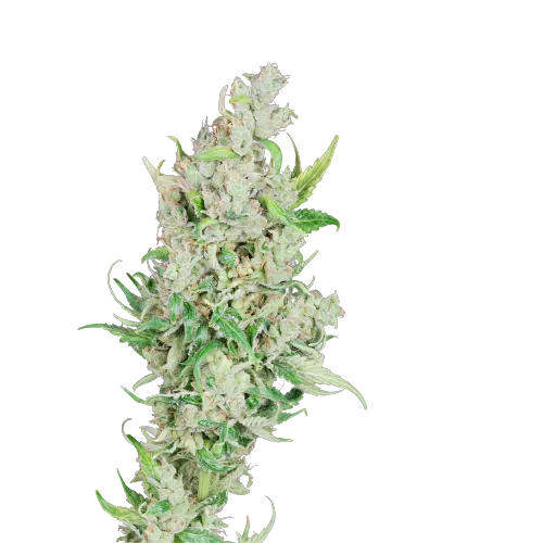 Sour Amnesia Cannabissamen-Verpackung — Royal King Seeds Deutschland