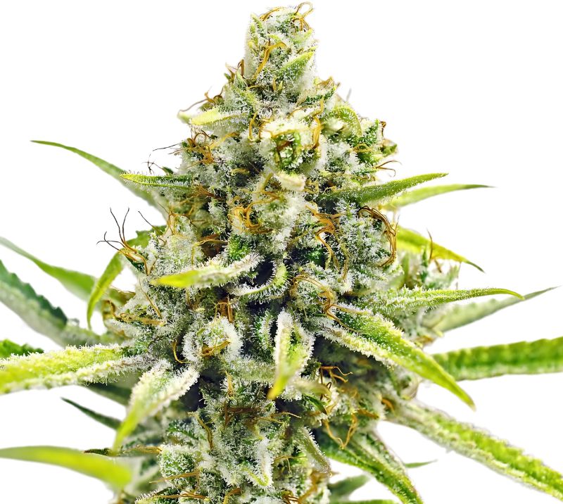 Sour Bubba Cannabissamen-Verpackung — Royal King Seeds Deutschland