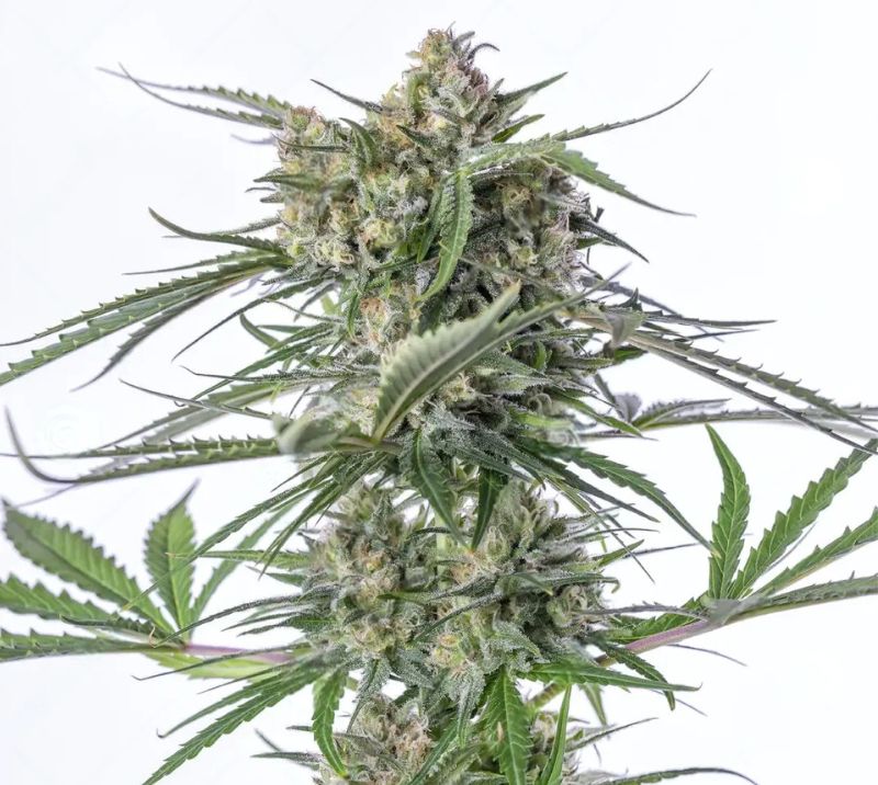 Sour Bubble Cannabissamen-Verpackung — Royal King Seeds Deutschland