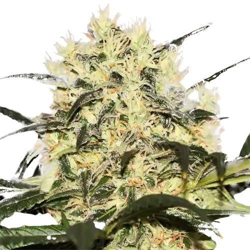 Sour Cheese Cannabissamen-Verpackung — Royal King Seeds Deutschland