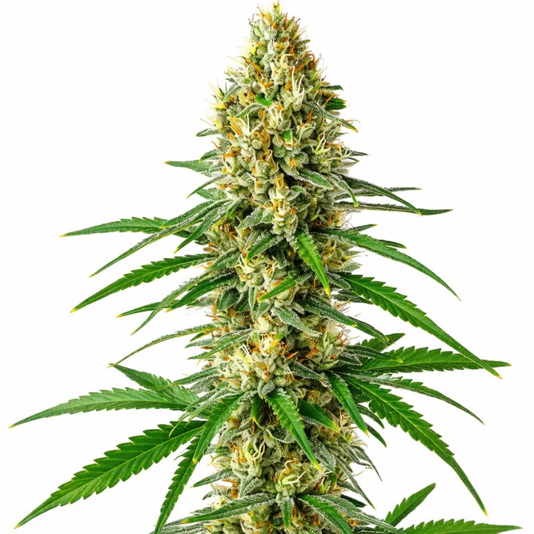 Sour Cookies Cannabissamen-Verpackung — Royal King Seeds Deutschland