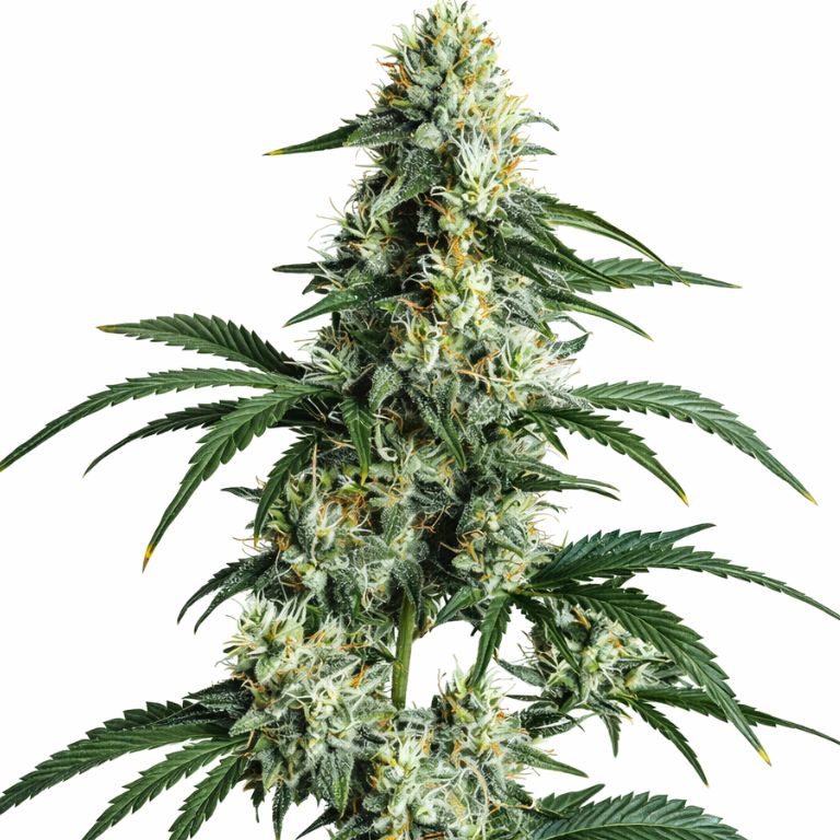 Sour Diesel Cannabissamen-Verpackung — Royal King Seeds Deutschland
