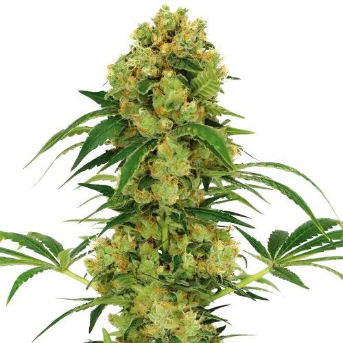 Sour Dream Cannabissamen-Verpackung — Royal King Seeds Deutschland