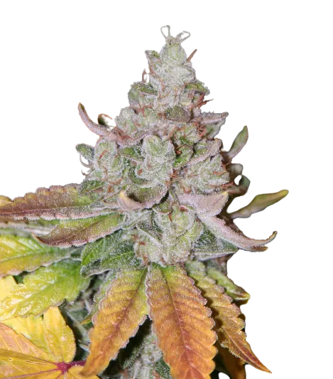 Sour Dubble Cannabissamen-Verpackung — Royal King Seeds Deutschland