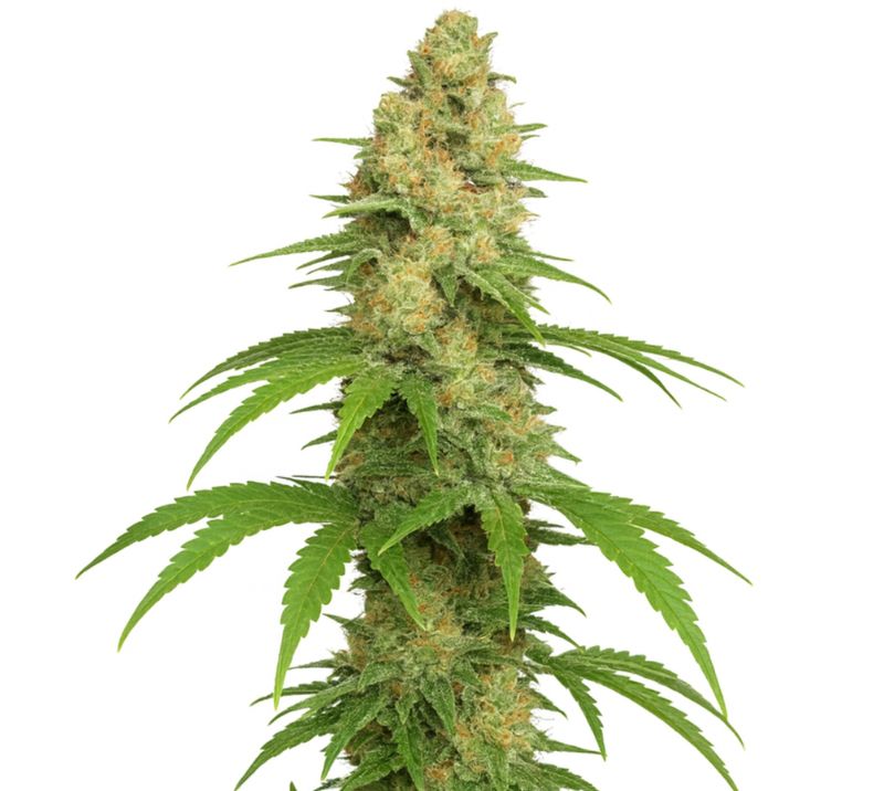 Sour Girl Cannabissamen-Verpackung — Royal King Seeds Deutschland