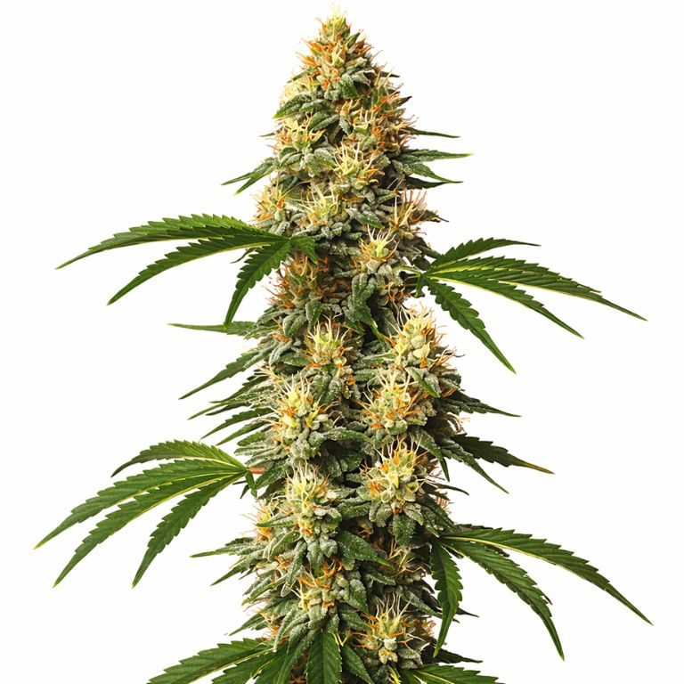 Sour Kush Cannabissamen-Verpackung — Royal King Seeds Deutschland