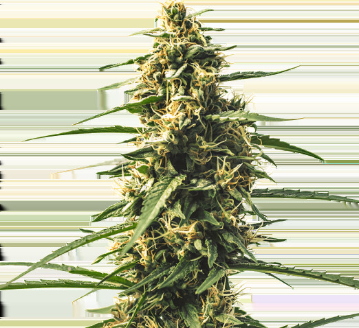 Sour Tsunami Cannabissamen-Verpackung — Royal King Seeds Deutschland