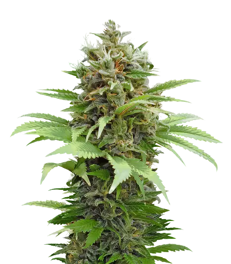 South Indian Cannabissamen-Verpackung — Royal King Seeds Deutschland