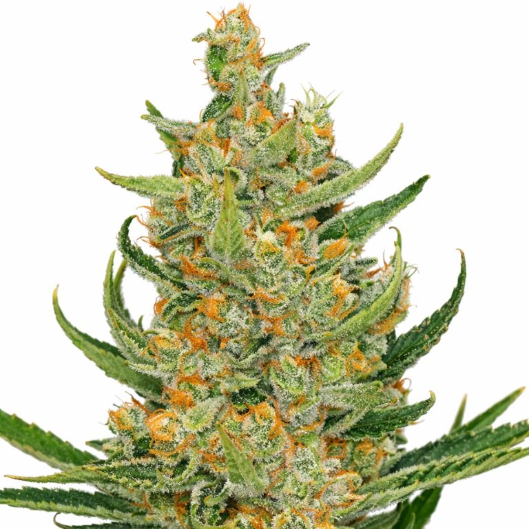 Space Bomb Cannabissamen-Verpackung — Royal King Seeds Deutschland