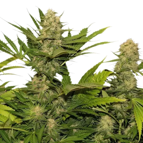 Space Queen Cannabissamen-Verpackung — Royal King Seeds Deutschland