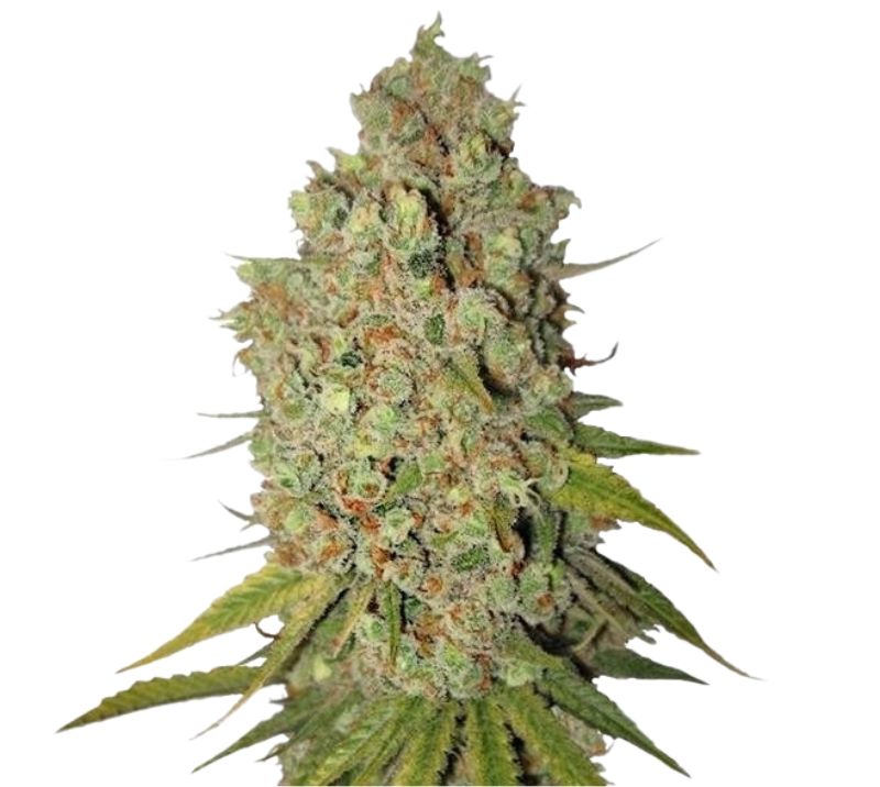 Special Kush #1 Cannabissamen-Verpackung — Royal King Seeds Deutschland