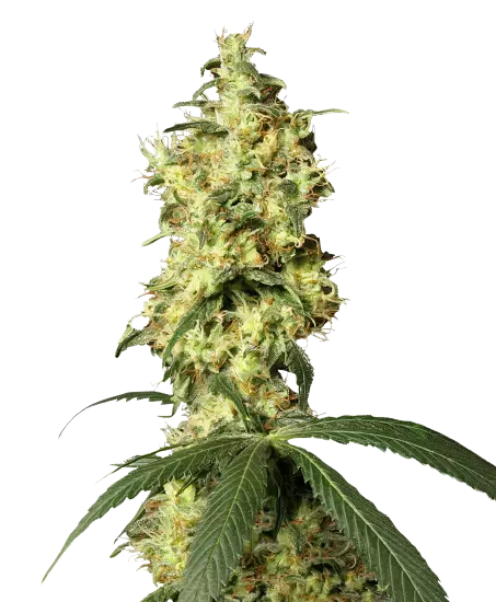 Star Killer Cannabissamen-Verpackung — Royal King Seeds Deutschland