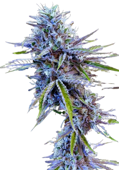 Stardawg Cannabissamen-Verpackung — Royal King Seeds Deutschland