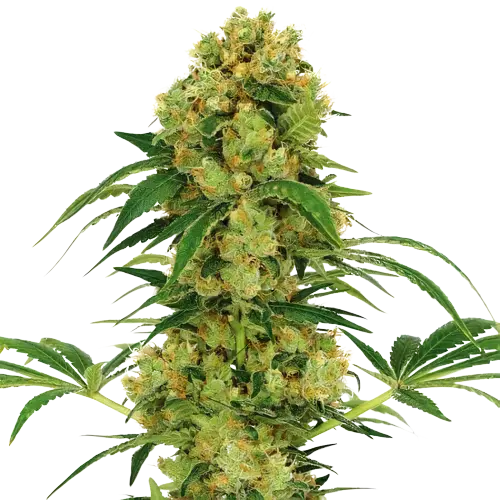 Stephen Hawking Kush CBD Cannabissamen-Verpackung — Royal King Seeds Deutschland