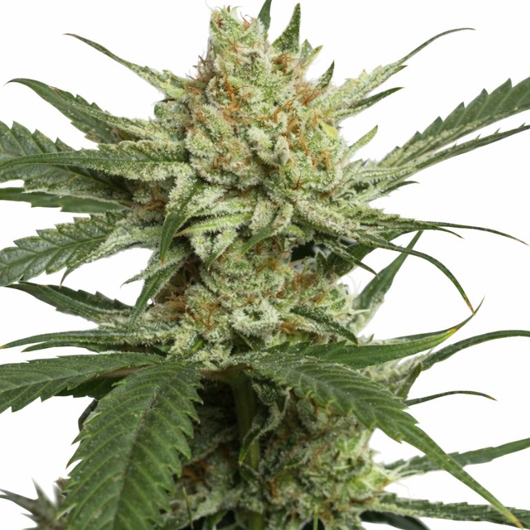 Strawberry Banana Cannabissamen-Verpackung — Royal King Seeds Deutschland